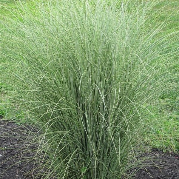 Miscanthus sin. 'Morning Light'