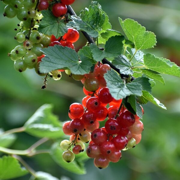 Ribes alpinum 'Schmidt'