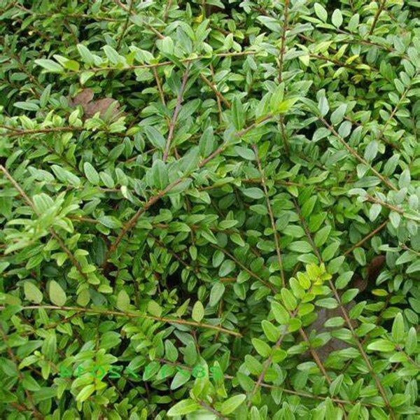 Lonicera pileata