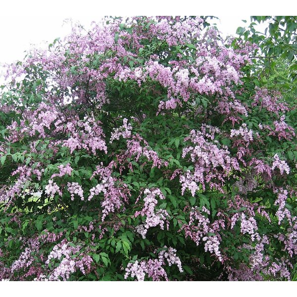 Syringa josikaea - met kluit 175+