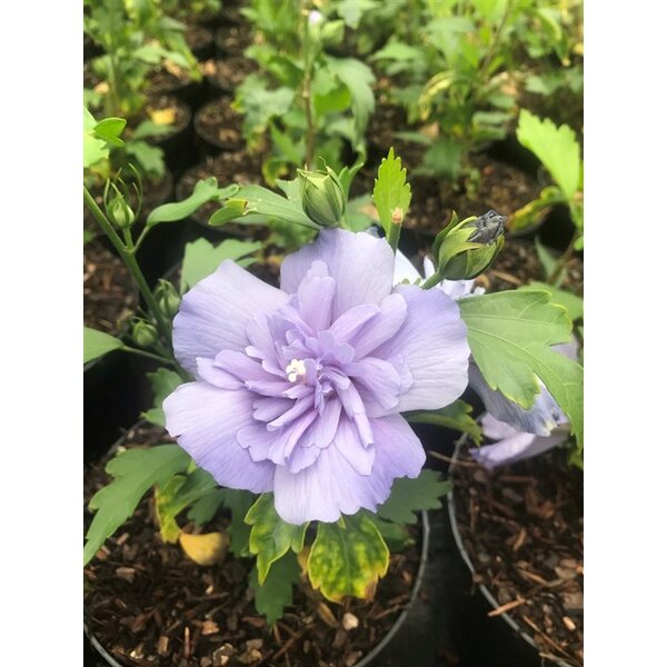 Hibiscus syr. Blue Chiffon - met kluit 60+