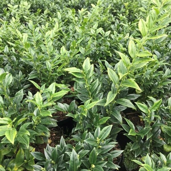 Sarcococca hookeriana