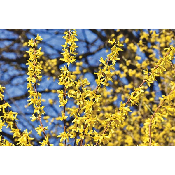 Forsythia int. 'Lynwood' - met kluit 200+
