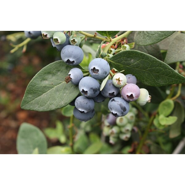 Vaccinium cor. 'Duke' - 7,5L 40+