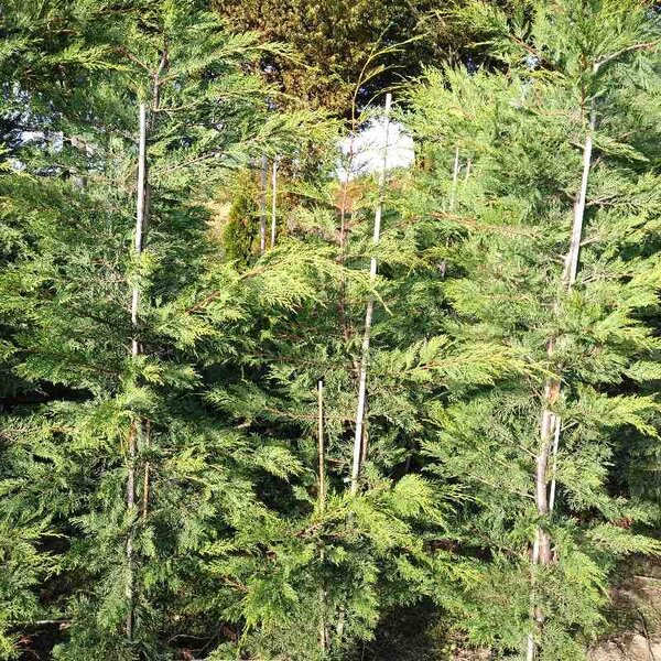 Cupressocyparis leylandii - 10L 175+