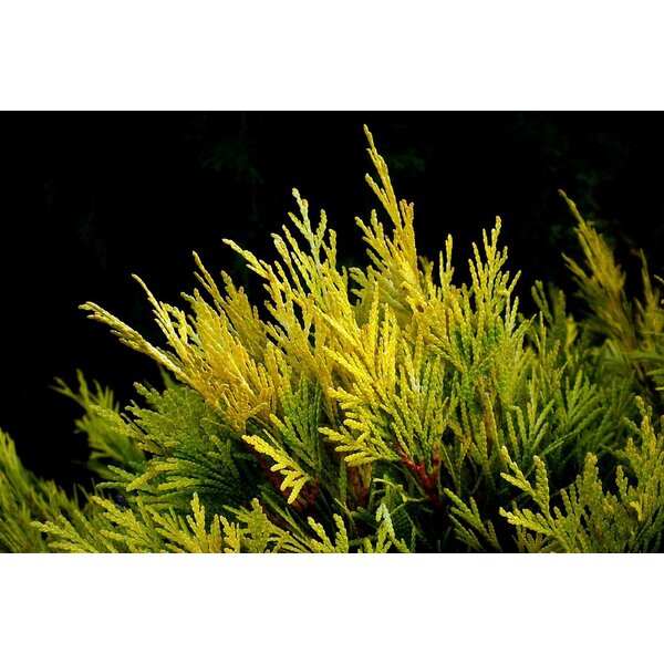 Cupressocyparis l. 'Castlewellan' - 10L 150+