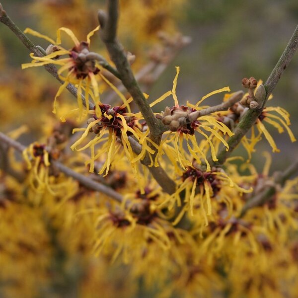 Hamamelis int. 'Westerstede'