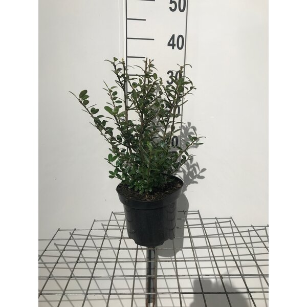 Ilex crenata 'Caroline Upright' - 3,0L 30+