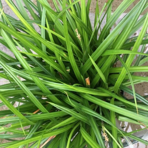 Carex morrowii 'Irish Green'