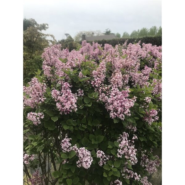 Syringa 'Josée' - 15L 60+