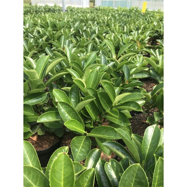 Prunus l. Etna - met kluit 150+