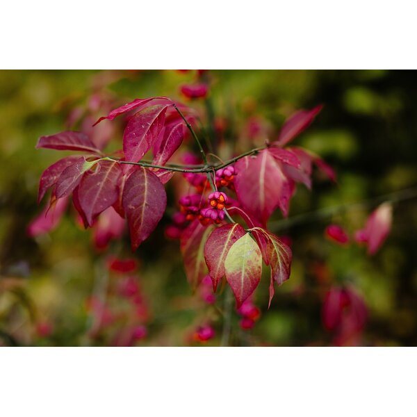 Euonymus europaeus - met kluit 100+