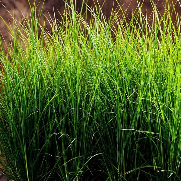 Panicum virgatum