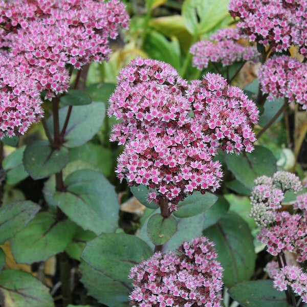Sedum 'Matrona'