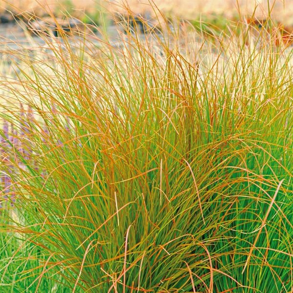 Carex testacea 'Prairie Fire'