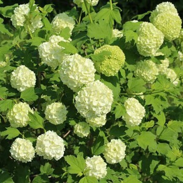 Viburnum opulus 'Roseum'