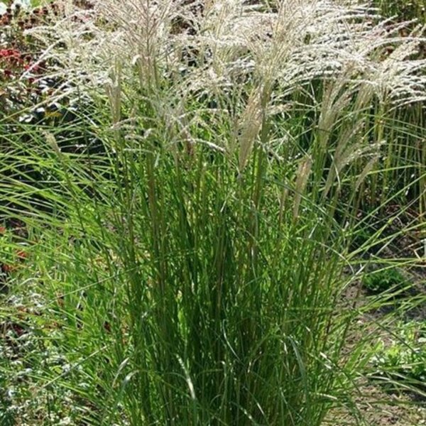 Miscanthus sin. 'Graziella'