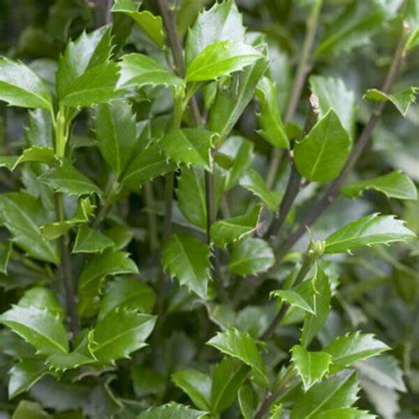 Ilex meserv. 'Heckenstar'
