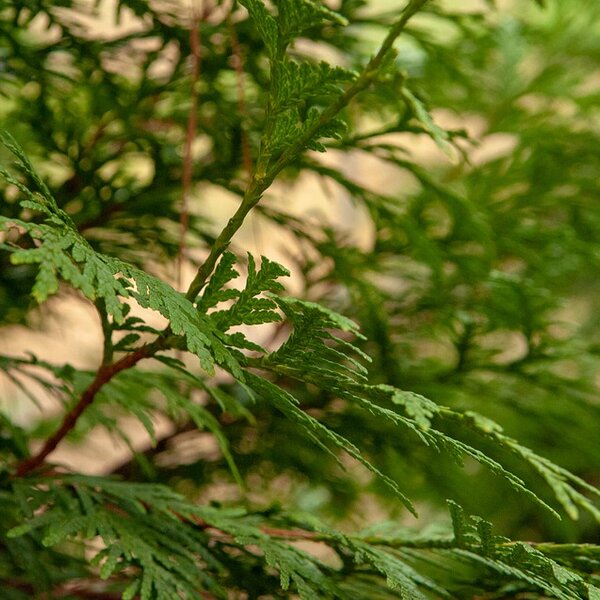 Thuja pl. 'Excelsa'