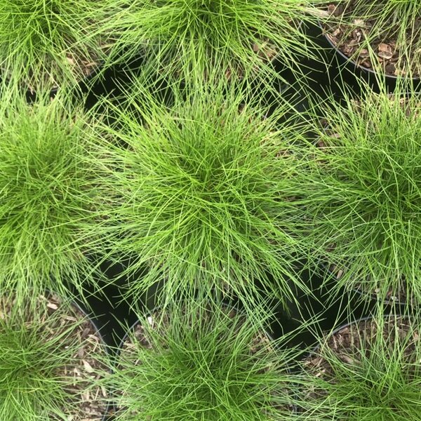 Festuca gautieri 'Pic Carlit'