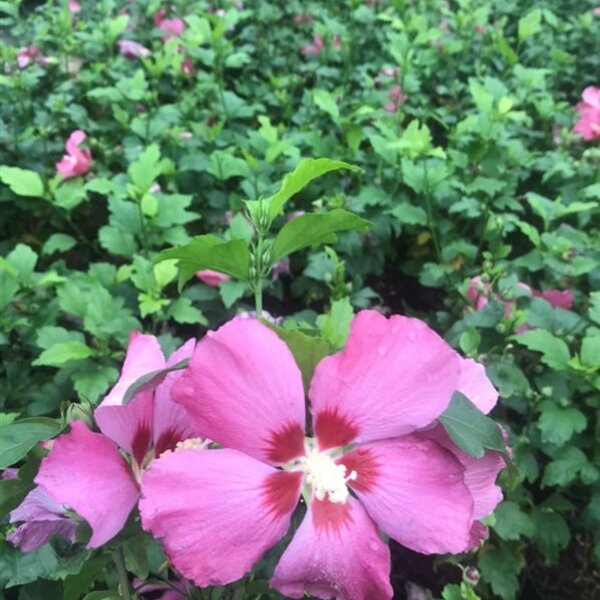 Hibiscus syr. 'Woodbridge'