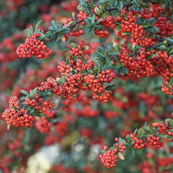 Pyracantha cocc. 'Red Column'