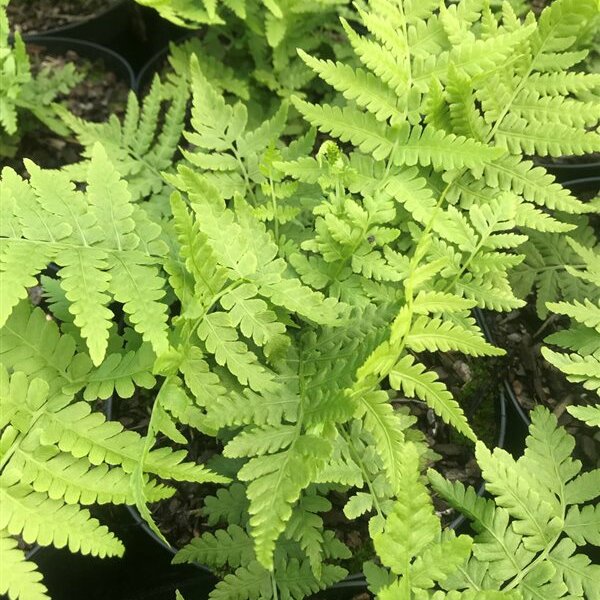 Matteuccia struthiopteris