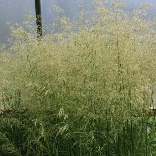 Deschampsia cesp. 'Goldtau'
