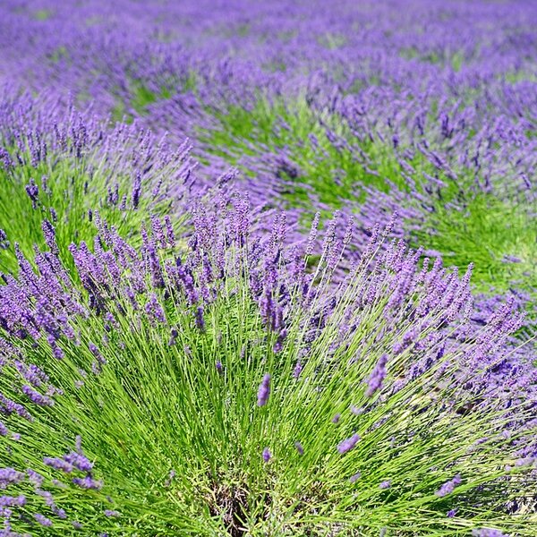Lavandula ang. 'Hidcote'