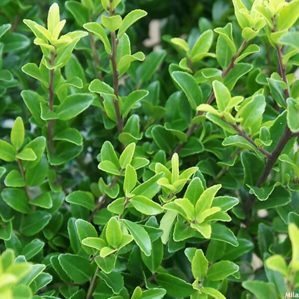 Ilex maximowicziana