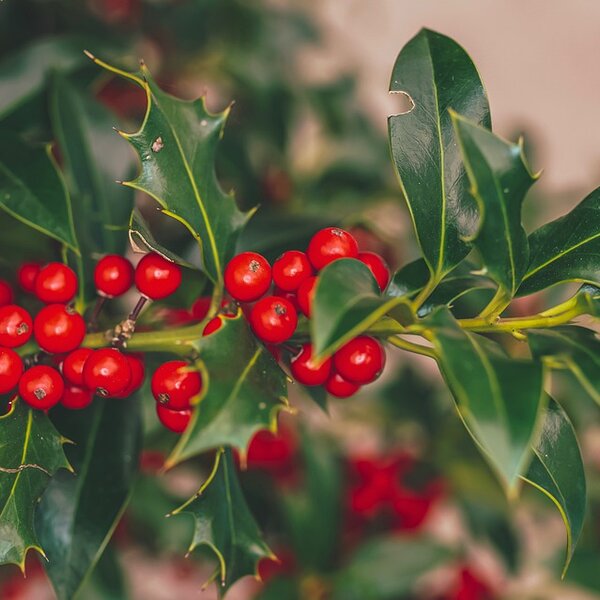 Ilex aq. 'Alaska'