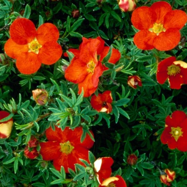 Potentilla f. Marian Red Robin