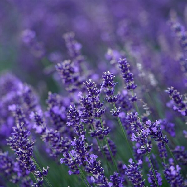Lavandula ang. 'Dwarf Blue'