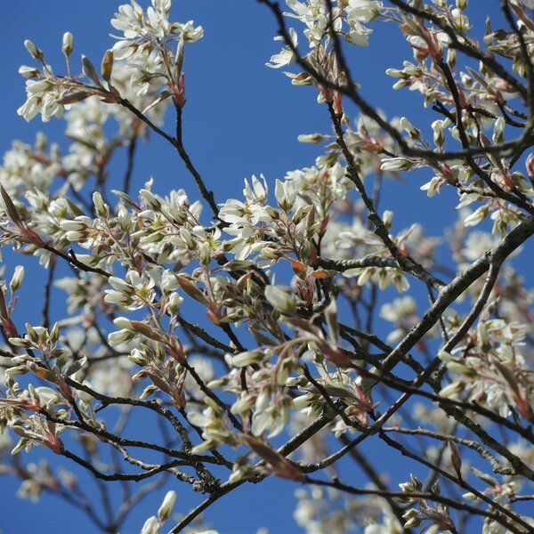Amelanchier lamarckii
