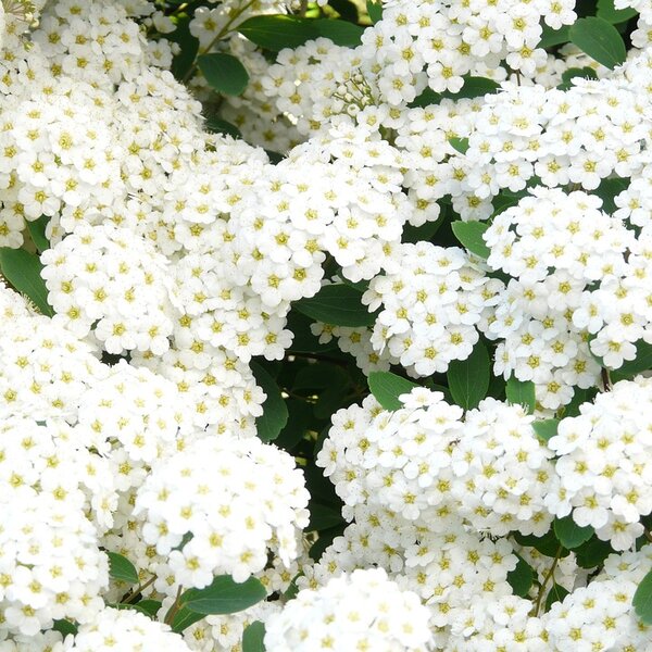 Spiraea betulifolia 'Tor'