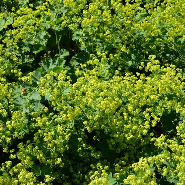 Alchemilla mollis