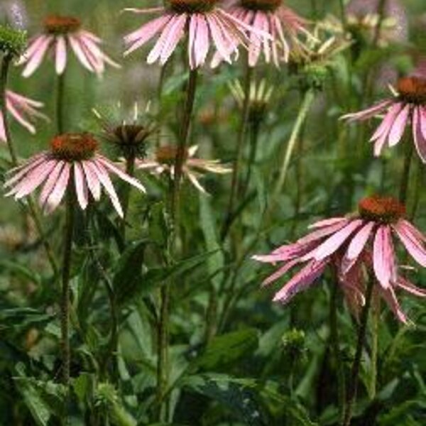 Echinacea purpurea