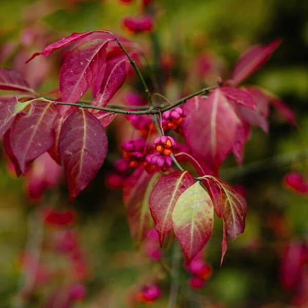 Euonymus europaeus