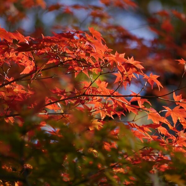 Acer pal. 'Orange Dream'