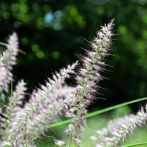 Pennisetum or. 'Fairy Tails'