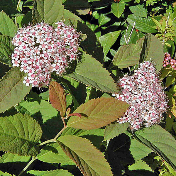 Spiraea fritschiana