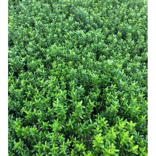 Euonymus jap. 'Microphyllus' - 5,0L