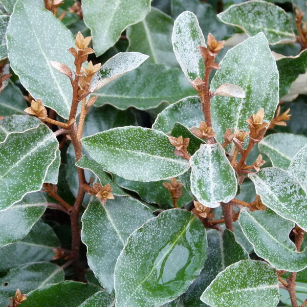 Elaeagnus ebb. 'Compacta'