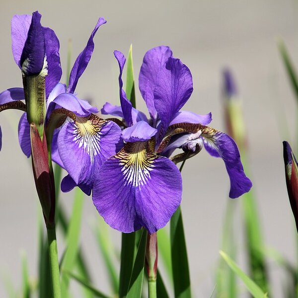 Iris sibirica