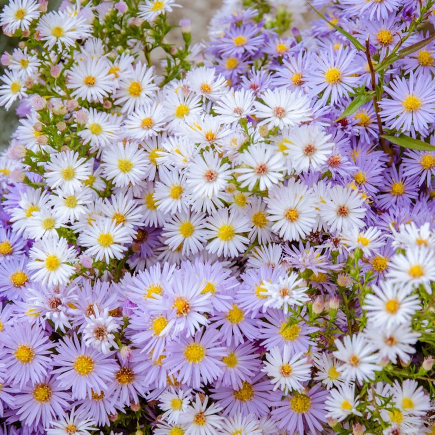 Aster ageratoides 'Asran' | Boomkwekerij Peers