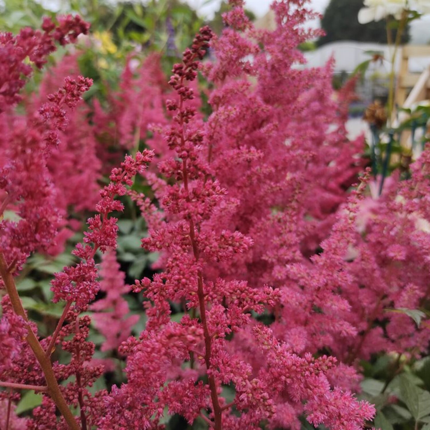Astilbe (A) 'Fanal' | Boomkwekerij Peers