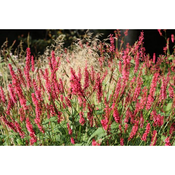 Persicaria a. 'Lisan' - 2,0L