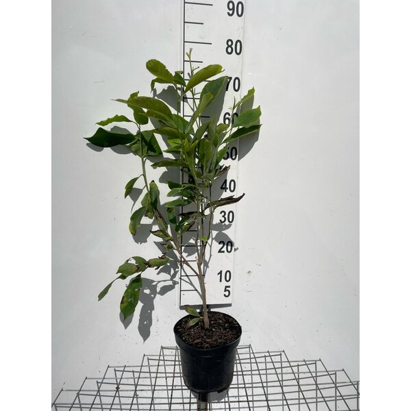 Magnolia soulangeana - 3,0L 60+