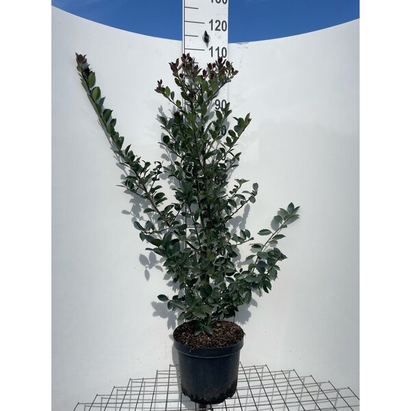 Ilex meserveae Heckenblau - 7,5L 100+