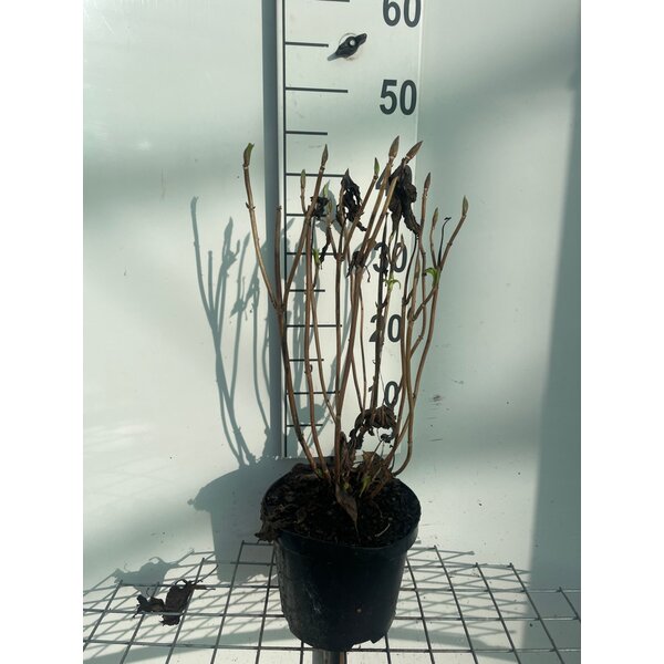 Hydrangea m. 'Gertrud Glahn' - 3,0L 40+